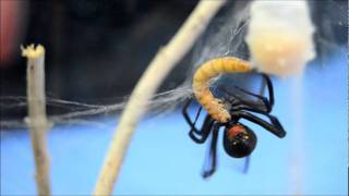 אלמנה אמריקאית  ציד  Latrodectus mactans hunting  X2 SPEED [upl. by Primrose]