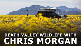 Death Valley Wildlife with Ecologist amp Conservationist Chris Morgan [upl. by Sharleen54]