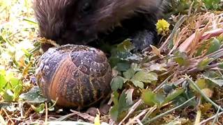 herisson qui mange un escargot [upl. by Geraldina]