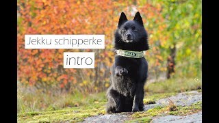 Jekku schipperke  intro [upl. by Ahsirat]