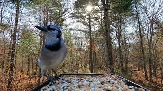 Tufted Titmice Whitebreasted Nuthatch Blue Jay [upl. by Krall]