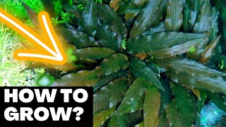 How to grow Cryptocoryne Wendtii Brown in your Aquascape [upl. by Robbin706]