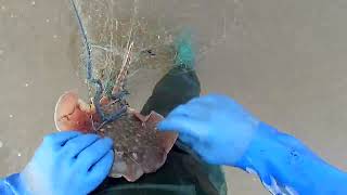 VIDEO 12 FIRST TIDE BEACH NETTING FOR DOVER SOLES beach gillnet freshfish [upl. by Berky858]