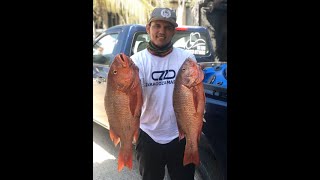 Pargos gigantes como jalan  kayak fishing Puerto Vallarta [upl. by Einahpets301]