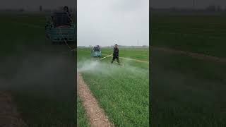 Chemical fertilizers spray to prevent crops infection agriculture farming rurallife [upl. by Yrehcaz]