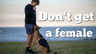 5 things to know before getting a female German Shepherd [upl. by Catherine]