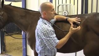 Basic Examination of the Horse [upl. by Raddie]