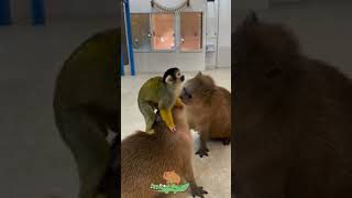 Playtime Shenanigans Mischievous Monkey and Chill Capybaras cute capybara animals [upl. by Minetta]