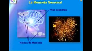 Estructura y Funcionamiento del Sistema Nervioso Central [upl. by Bickart486]