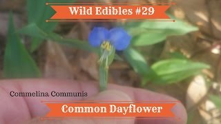 Wild Edibles 29 Common Dayflower Commelina Communis [upl. by Quirita]