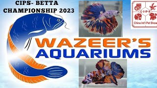 Betta Fish Competition CIPS 2023 World Championship [upl. by Acir573]