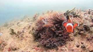 Aggressive Clownfish defending its nest [upl. by Adamsen]