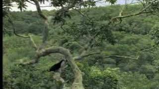 Identifying exotic birds in the tropical rainforest  David Attenborough  BBC wildlife [upl. by Leshia]