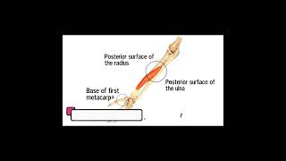 Muscles of the forearm  Origin  Insertion and Action  Part 4 medicalshorts mbbs doctor [upl. by Mavra137]