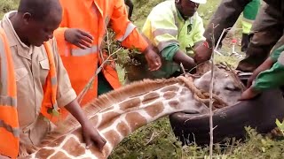 Afferrano la giraffa e la bloccano a terra Solo così possono liberare lanimale dal fardello [upl. by Rosner967]