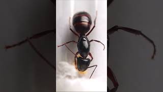 A Camponotus americanus queen ants antkeeping entomology insects hormigas naturevideos bugs [upl. by Kermit962]