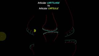 Articular Cartilage Vs Articular Capsule osteology anatomyvideos [upl. by Barker279]