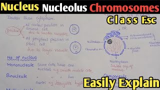 Nucleus  Nuclear Membrane  Nucleolus  Chromosomes  Nucleus Structure  Nucleus Function [upl. by Anitsugua]