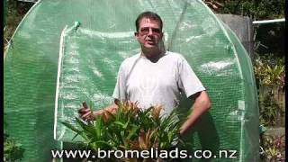 Bromeliads Online  How to harvest pups [upl. by Naltiak9]