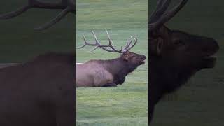 Large Bull Elk Bugle shorts ELK CALL [upl. by Oech139]