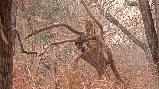 Hunting the Luangwa Valley [upl. by Llekcir]