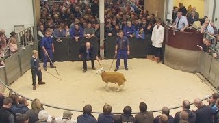 Scottish National Texel Sale prices 5k  14k Lanark Mart August 27th 2015 [upl. by Blisse746]