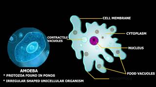 Structure of Amoeba [upl. by Niu]