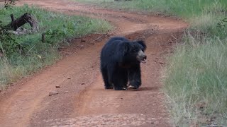 Sloth Bear Fight  TATRMaharashtraIndia [upl. by Mari]