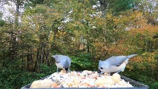 Tufted Titmice [upl. by Gronseth519]