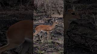 Steenbok at Kruger National Park South Africa [upl. by Vtarj]