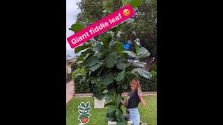 The Farm Chicks and the Fiddle Leaf Figs with mrdovecottage [upl. by Yenal]