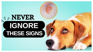 What Are The First Signs Of Lyme Disease In Dogs amp How To Treat It [upl. by Eudo]