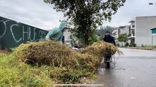 Locals are curious as we clear the weedcovered sidewalk spilling onto the road—join us in cleaning [upl. by Jenette]