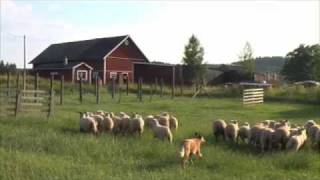 Australian Cattle Dog Herding Sheep [upl. by Larsen]