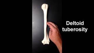 Anatomy of the Humerus [upl. by Vanya]