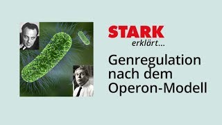 Genregulation nach dem OperonModell  STARK erklärt [upl. by Siuqaj]