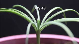 PINE TREE growing from Seed to Tree in 53 Day Time lapse [upl. by Leamiba]