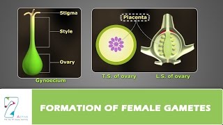 Formation of Female Gametes [upl. by Palocz214]