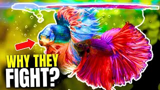 Why Do Betta Fish Fight And How To Stop It [upl. by Aliuqehs]