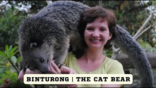 Binturong the cat bear [upl. by Anaujal]