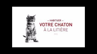 Habituer votre chaton à la litière [upl. by Kirtap]