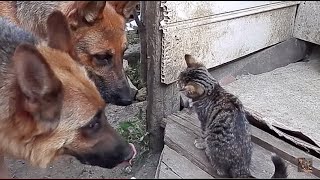 Послушные немецкие овчарки и котёнок Obedient German Shepherds Одесса [upl. by Om]