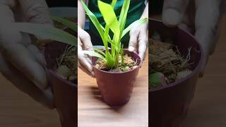 Secret of any orchid breed orchid plants garden [upl. by Eecyac]