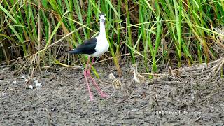 Black necked stilt All clear [upl. by Kciregor]