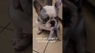 Hunter waiting for someone to feed him again frenchbulldoglove youtubeshorts viral [upl. by Akedijn743]