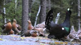 One Capercaillie and 23 female [upl. by Acenahs]