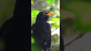 blackbird singing 1 [upl. by Juliane]