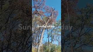 Sunday funday removing shagbark hickory [upl. by Bradshaw182]