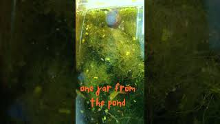 The life that surrounds us is amazing This is just one jar of pond water aquarium science [upl. by Htebizile]