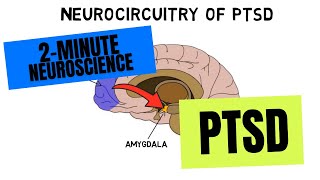 2Minute Neuroscience PTSD [upl. by Salina]